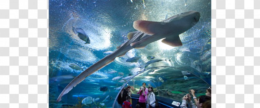 Underwater World Pattaya Mini Siam Public Aquarium Tourist Attraction Travel - Tree - The Transparent PNG