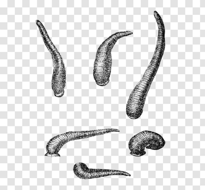 Worm Leech Limnatis Nilotica Annelid Wikipedia - Taxon - Drawing Transparent PNG