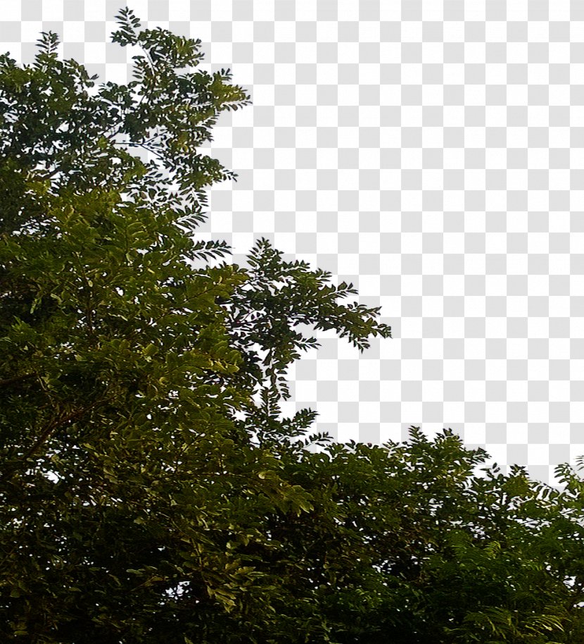 Leaf Tree Branch - Leaves Clipart Transparent PNG