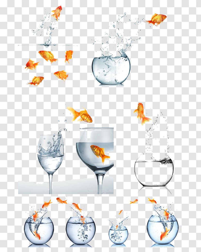 Koi Goldfish - Common Carp - Jump Out Of The Tank Transparent PNG