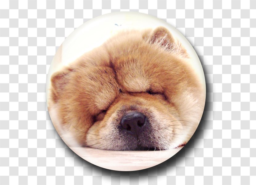 Chow Puppy Dog Breed Companion Non-sporting Group - Like Mammal Transparent PNG