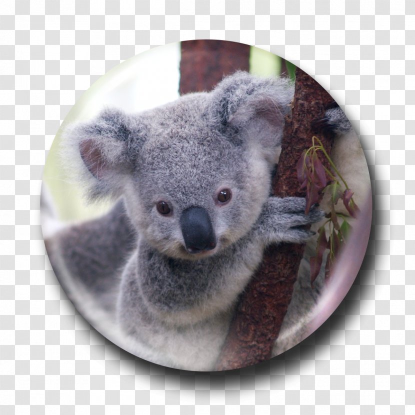 Koala Bear Viverridae Wombat Marsupial - Hospital Transparent PNG