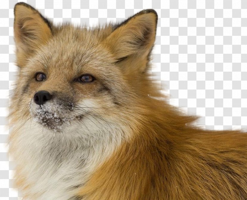 Red Fox Kuma Lisa Привада - Dog Breed Transparent PNG