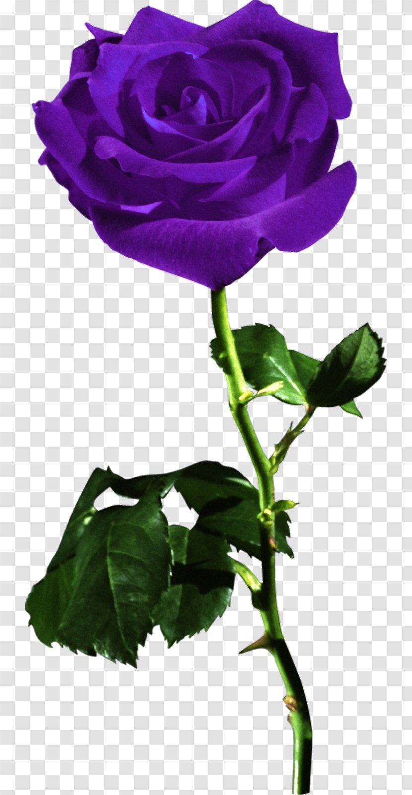 Desktop Wallpaper Rose Red Flower - Plant Stem - Lilac Transparent PNG