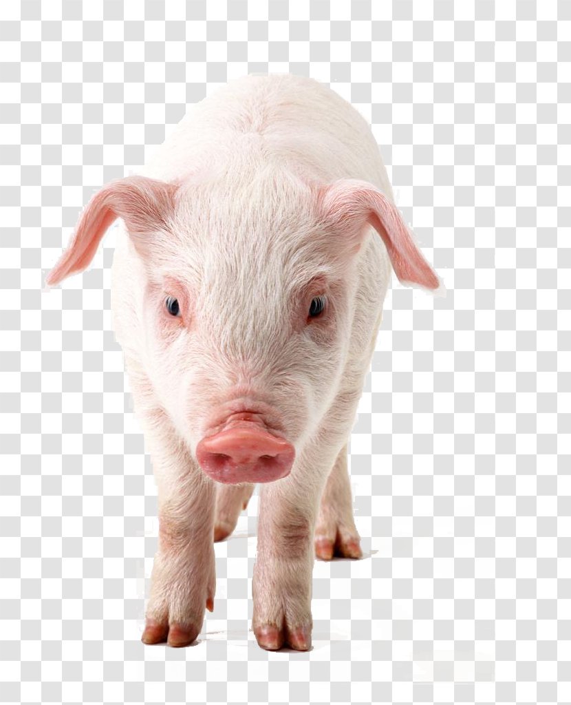 Domestic Pig Download Clip Art - Sticker - Coming Towards Pigs Transparent PNG
