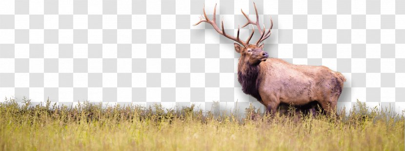 Elk Wildlife White-tailed Deer Hunting - Mammal Transparent PNG