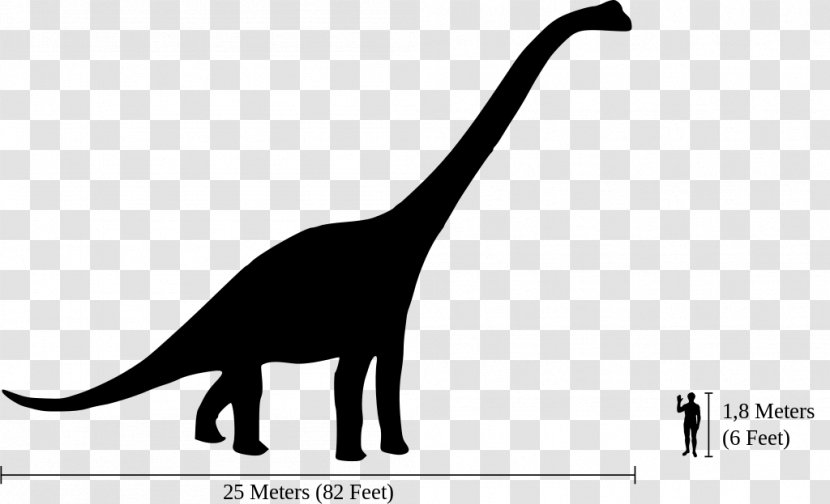 Brachiosaurus Dinosaur Size Diplodocus Apatosaurus Amphicoelias Transparent PNG
