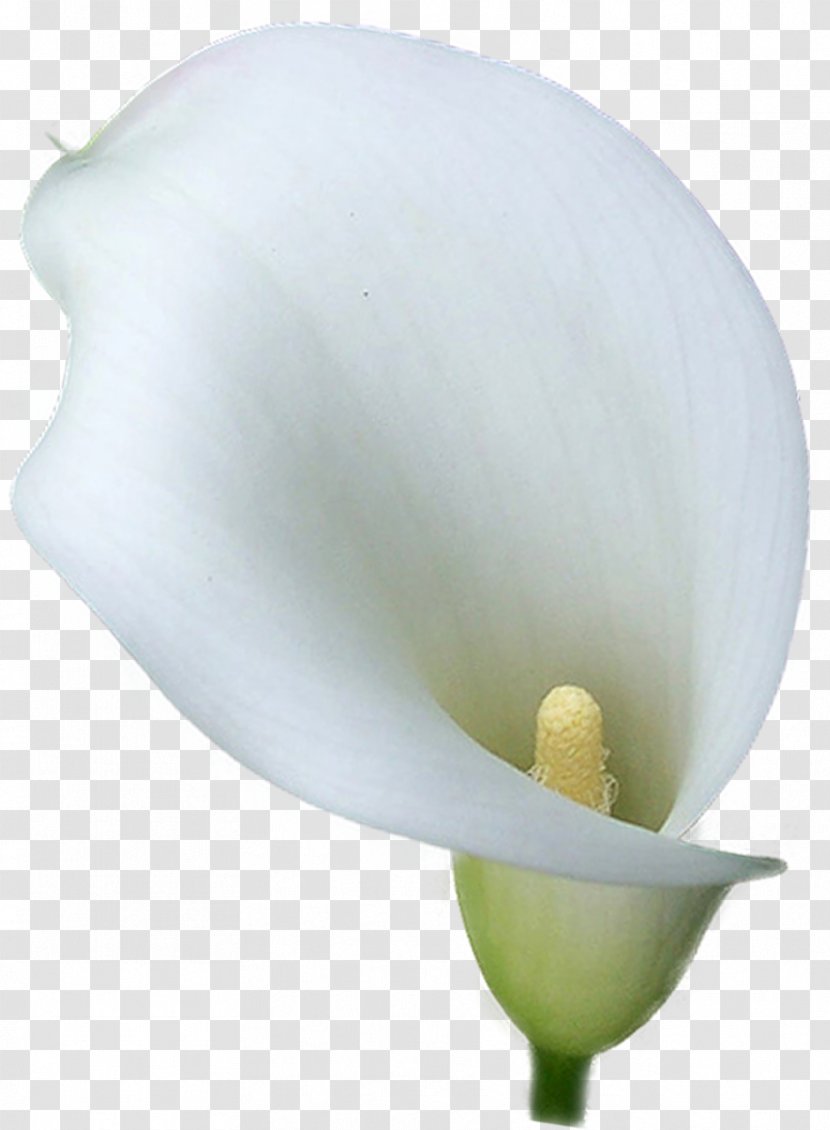 Arum-lily Arum Lilies Flower - Petal Transparent PNG
