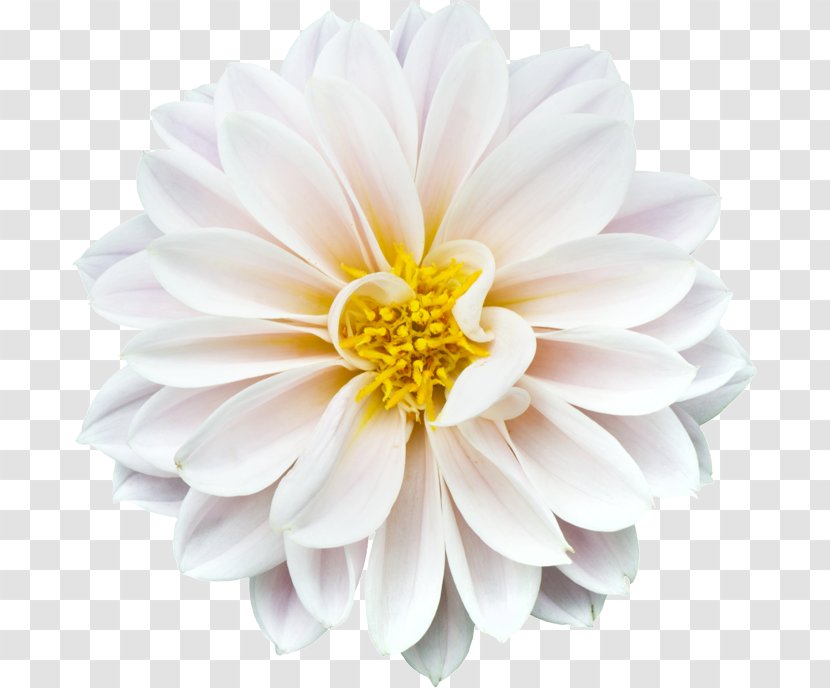 Common Daisy Marguerite Family Stock.xchng Stock Photography - Blank Slate Transparent PNG