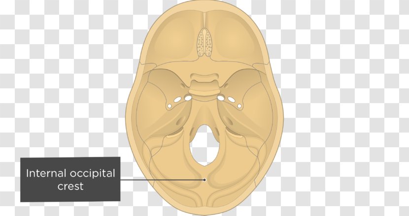 Gray's Anatomy Groove For Transverse Sinus Sinuses Internal Occipital Protuberance Skull - And Bone Transparent PNG