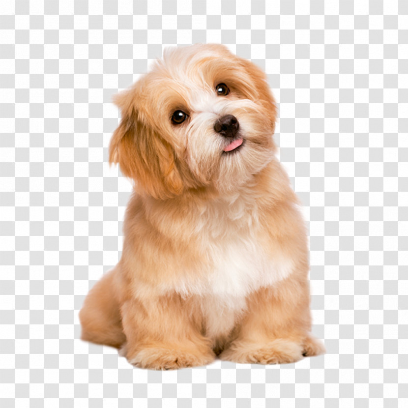 Dog Puppy Companion Dog Havanese Snout Transparent PNG