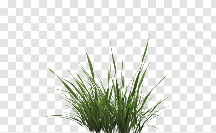 Texture Mapping Drawing Lawn - Tall Grass Alpha Transparent PNG