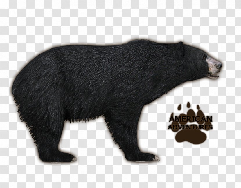 Zoo Tycoon 2 Brown Bear Florida Black Grizzly - Bears Transparent PNG