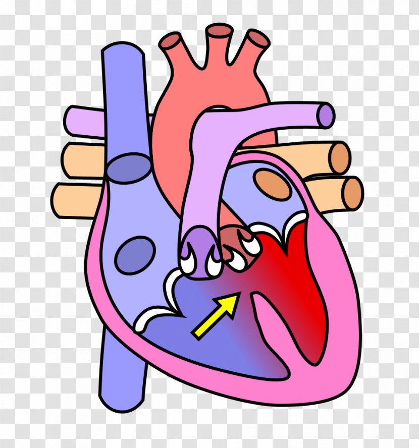 Heart Valve Diagram Human Body Circulatory System - Watercolor Transparent PNG