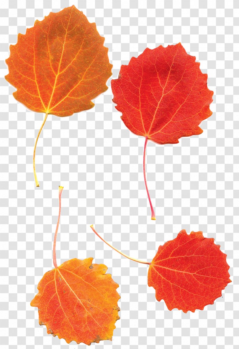 Leaf European Aspen Tree Autumn - Orange Transparent PNG