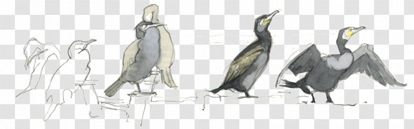 Beak Flightless Bird Feather Sketch Transparent PNG