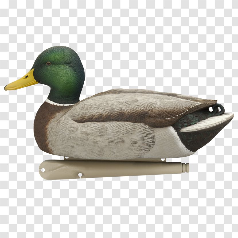 Mallard Duck Decoy Goose - Poultry - Ducks Transparent PNG