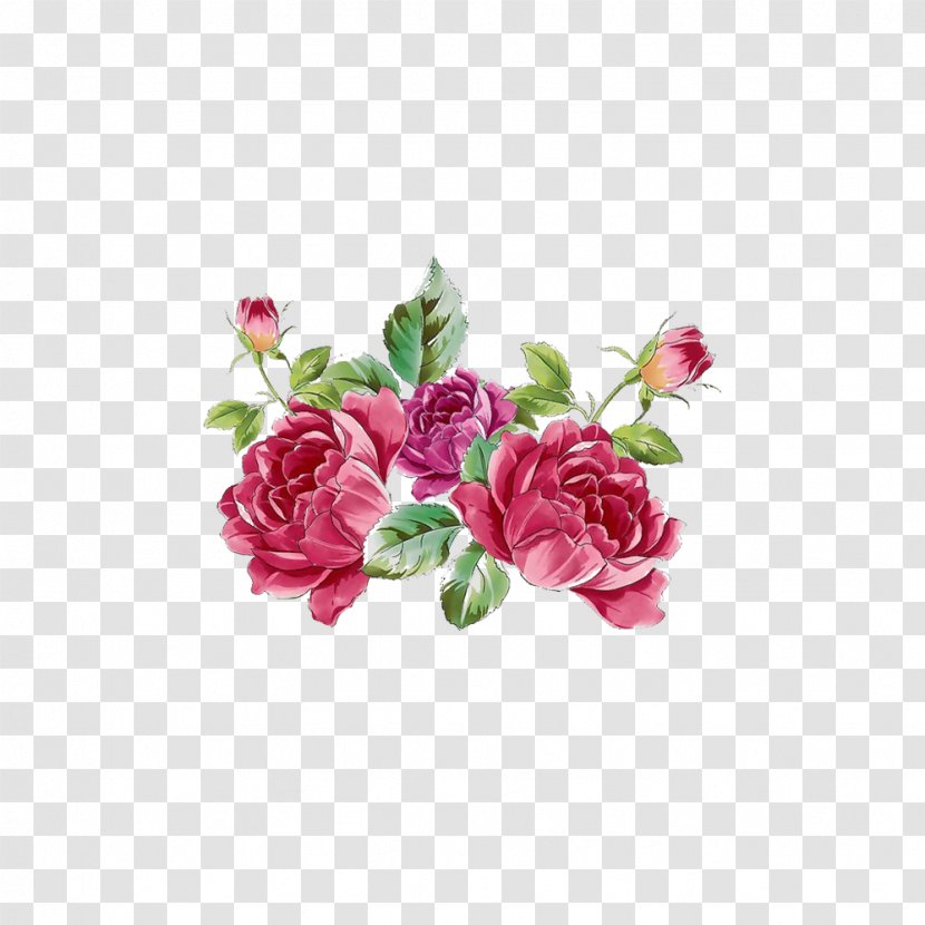 Garden Roses Centifolia Flower Plant Moutan Peony - Pink - Exquisite Picture Material Transparent PNG