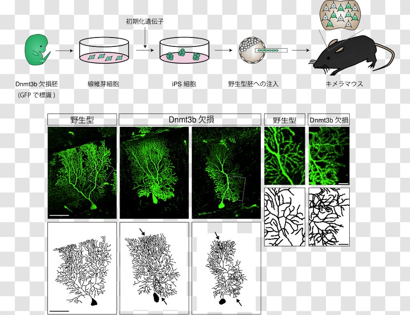 Neuron Dendrite DNA Methylation 神経回路形成 Nerve - Cadherin - Dnmt3b Transparent PNG