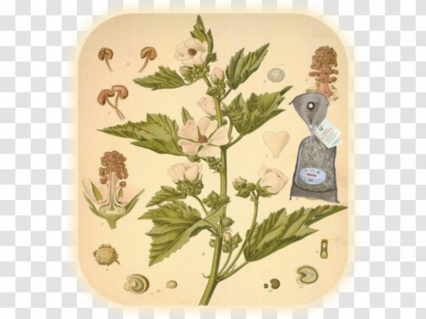 Köhler's Medicinal Plants Marsh Mallow Herbalism - Herb - Plant Transparent PNG
