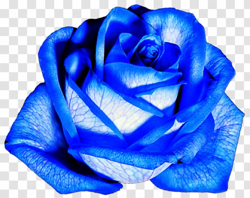 Flower Blue Rose Garden Roses - Electric Transparent PNG