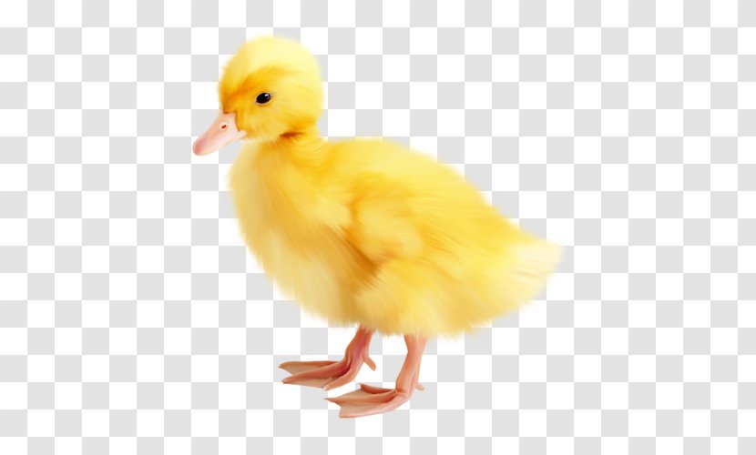 Clip Art - Ducks Geese And Swans - Fauna Transparent PNG