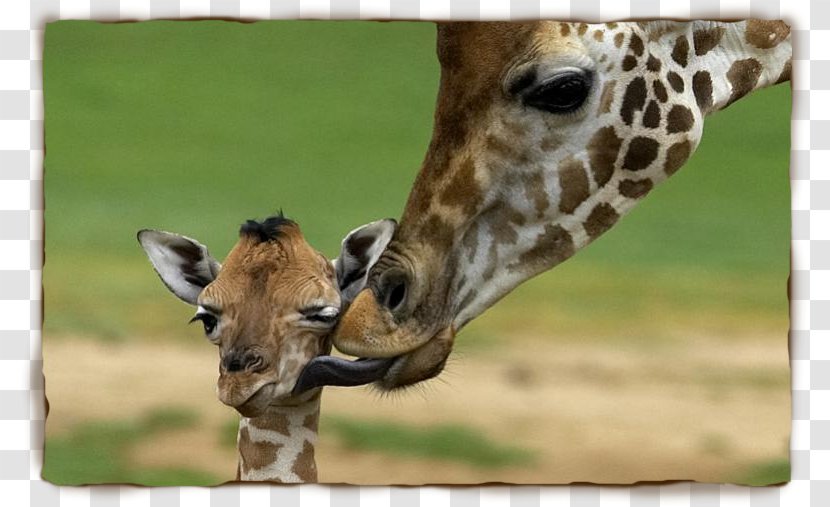 Rothschilds Giraffe Lion South African Masai Clip Art - Jackal - Giraffes Transparent PNG