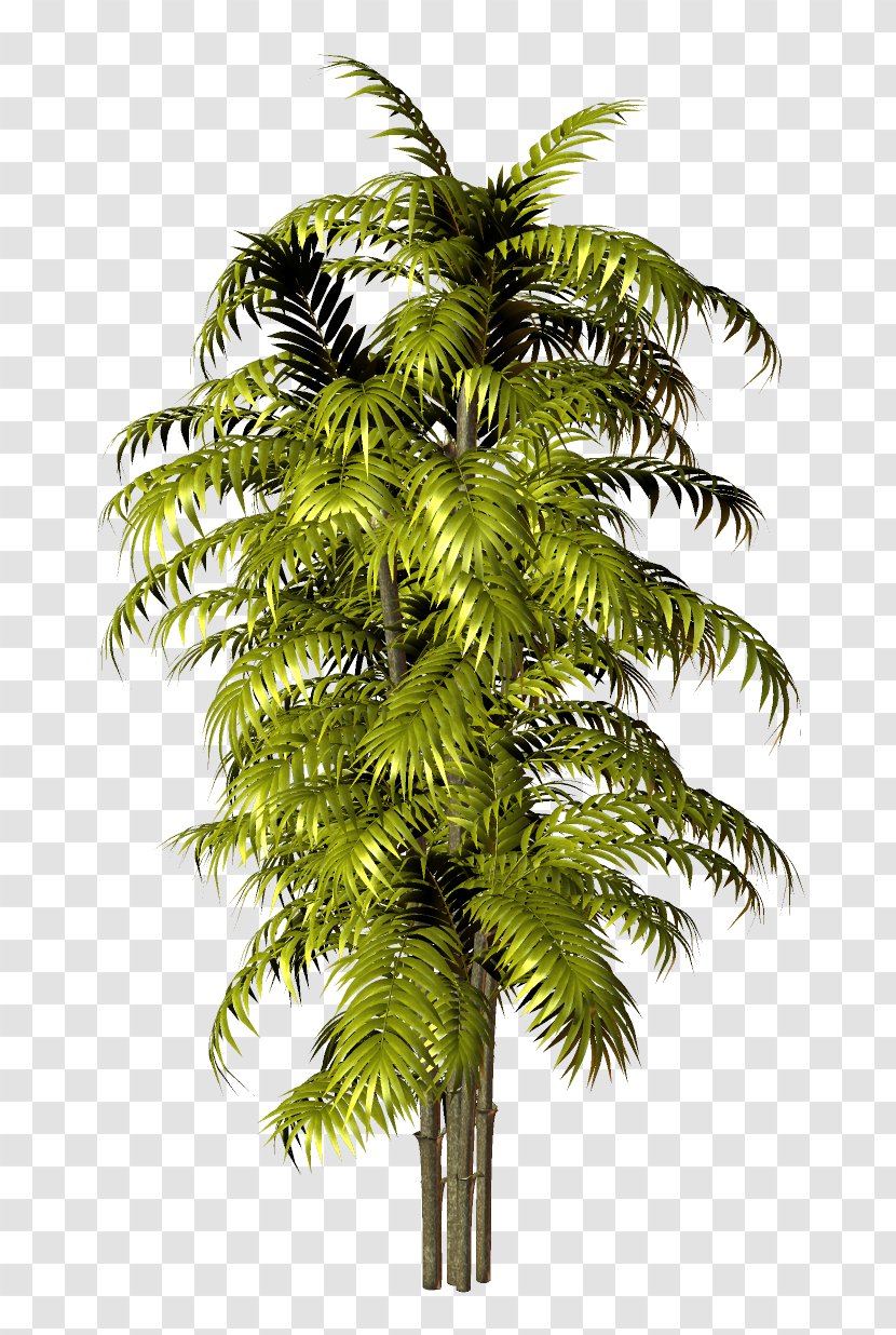 Arecaceae Tree Photography Clip Art - Arecales - Beach Transparent PNG