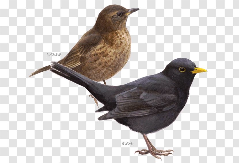 Common Blackbird Grenzeloos Vogels Kijken: In Een Jaar De Wereld Rond House Sparrow BirdLife Netherlands - Nightingale - Bird Transparent PNG