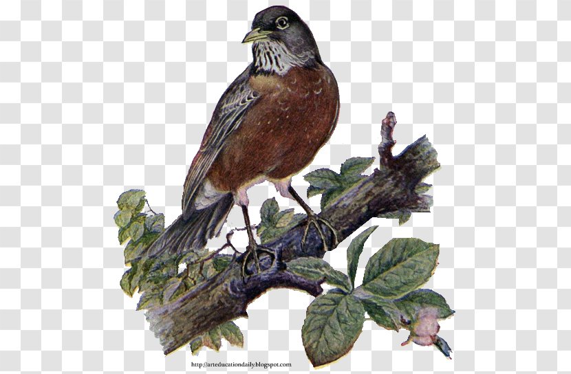 Bird European Robin Sparrow American Clip Art - Nest Transparent PNG