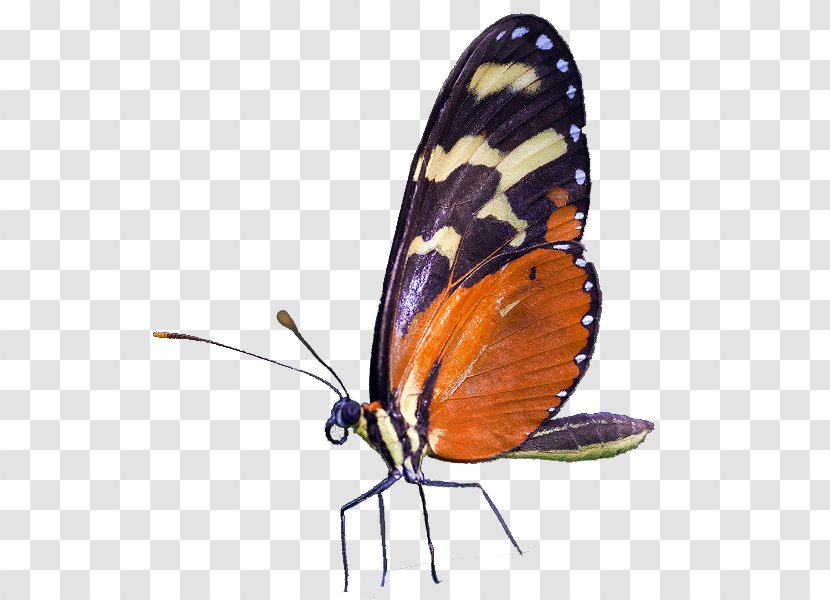 Monarch Butterfly Insect Illustration Vector Graphics - Brush Footed - Woo Hoo Transparent PNG