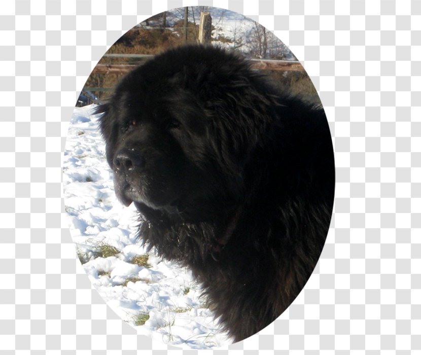 Newfoundland Dog Puppy Giant Breed Snout - Carnivoran Transparent PNG