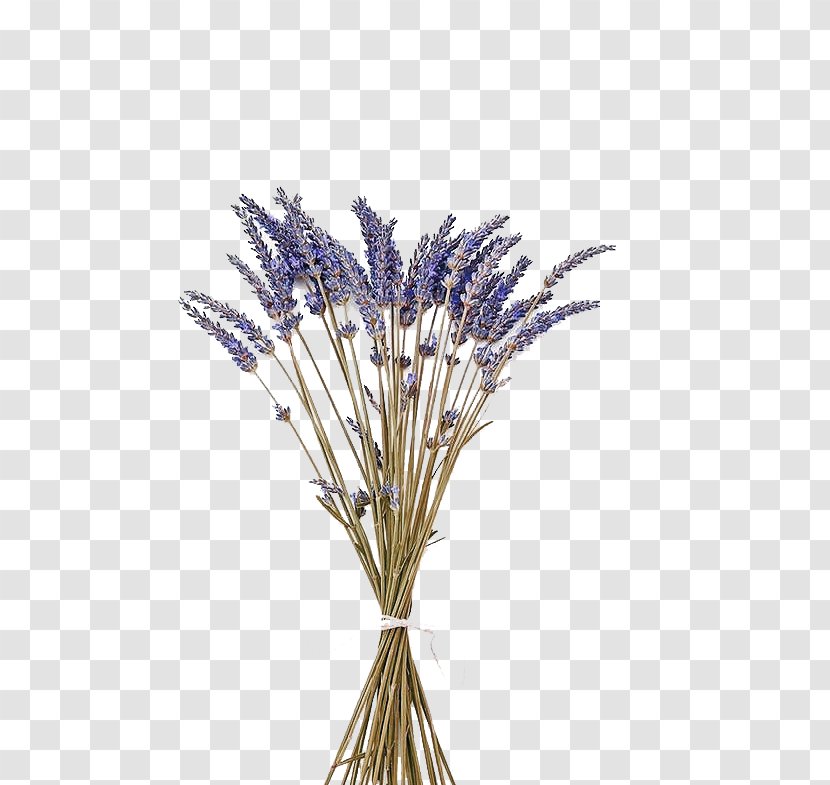 English Lavender Flower Oil Stock Photography - Purple With Dried Flowers Transparent PNG