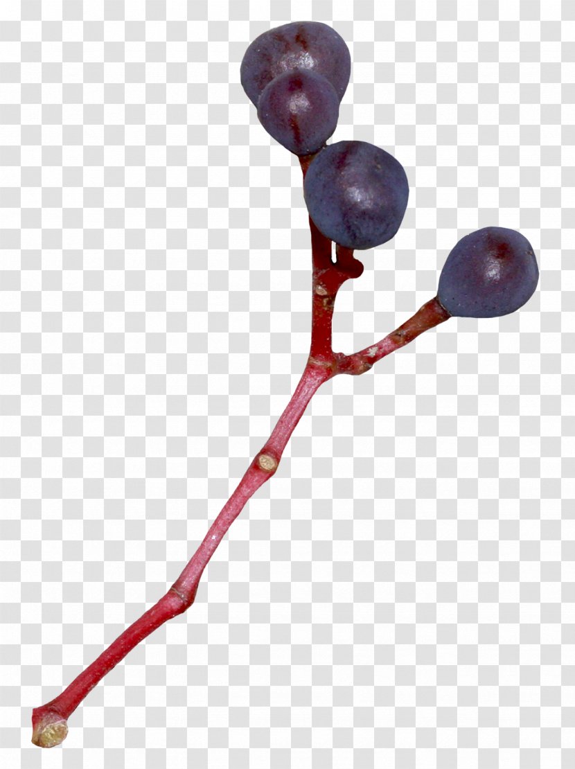 Fruit Blueberry Auglis - Blue Branches Transparent PNG