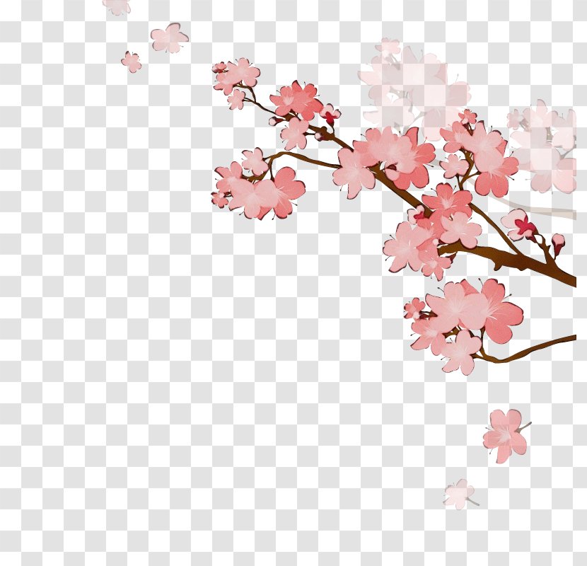 Watercolor Flower Background - Cherry Blossom - Twig Petal Transparent PNG