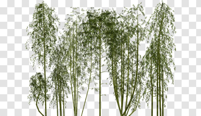 Bamboo Clip Art Image Stock.xchng - Branch - Dense Trees Transparent PNG