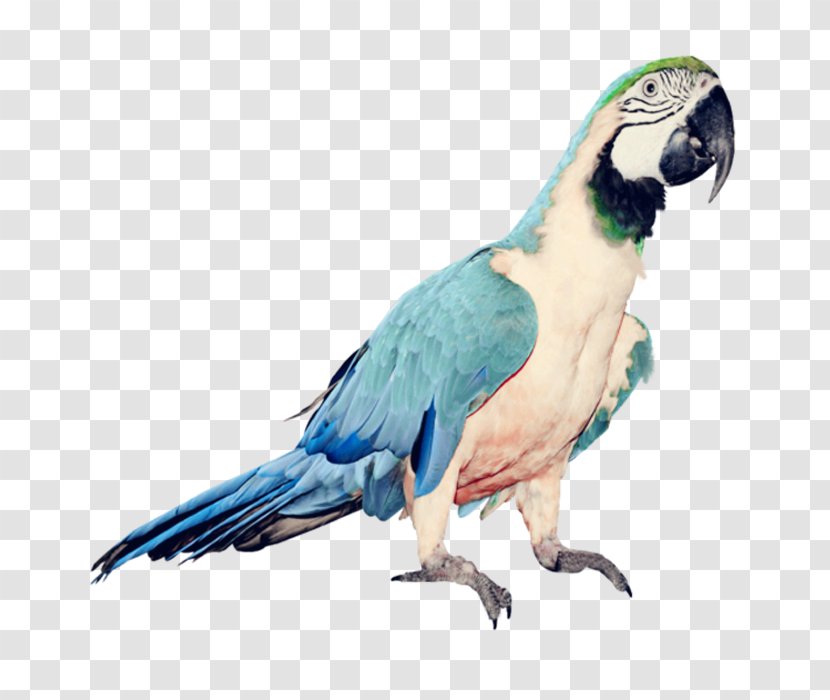 Parrot Bird Clip Art - Lovebird - Blue Transparent PNG