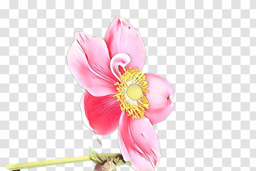 Pink Petal Flower Plant Blossom Transparent PNG