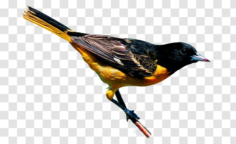 New York City Bird Finch Yellow-throated Warbler Baltimore Oriole - Fauna Transparent PNG