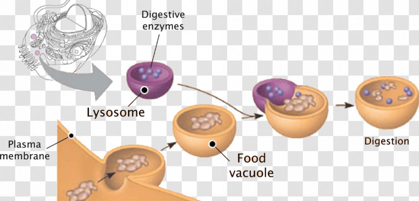 Lysosome Plant Cell Peroxisome Vesicle - Microbody - Jewellery Transparent PNG