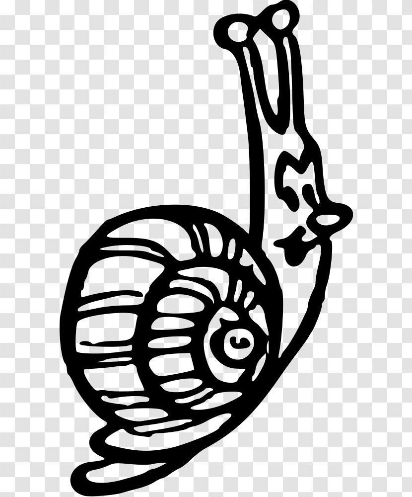 Snail Gastropod Shell Animal Clip Art - Droide Transparent PNG