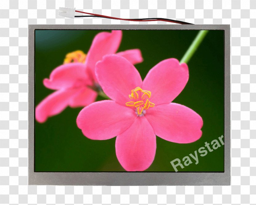 Pink M Flowering Plant RTV Wildflower - Rtv Transparent PNG