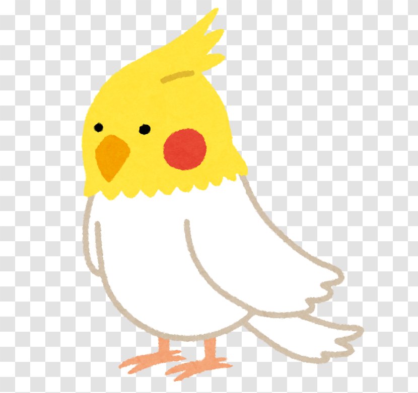 Cockatiel Pet Cat Hedgehog Person - Sleep - Art Transparent PNG