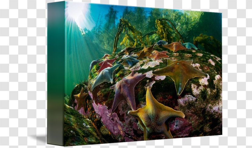 Coral Reef Fish Ecosystem Gallery Wrap Aquarium - Star Sea Transparent PNG