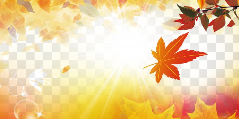 Maple Leaf Autumn Yellow - Tree Transparent PNG