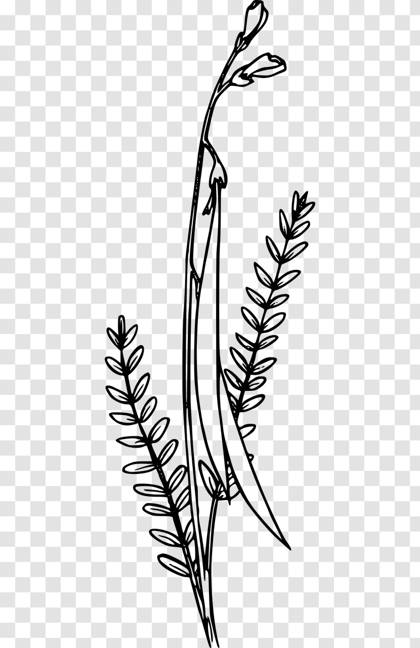 Clip Art - Branch - Wildflower Transparent PNG