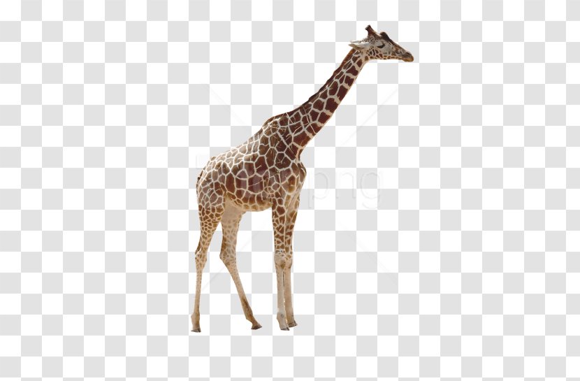 Northern Giraffe Reticulated Desktop Wallpaper Image Lion - Giraffids - Top Transparent PNG