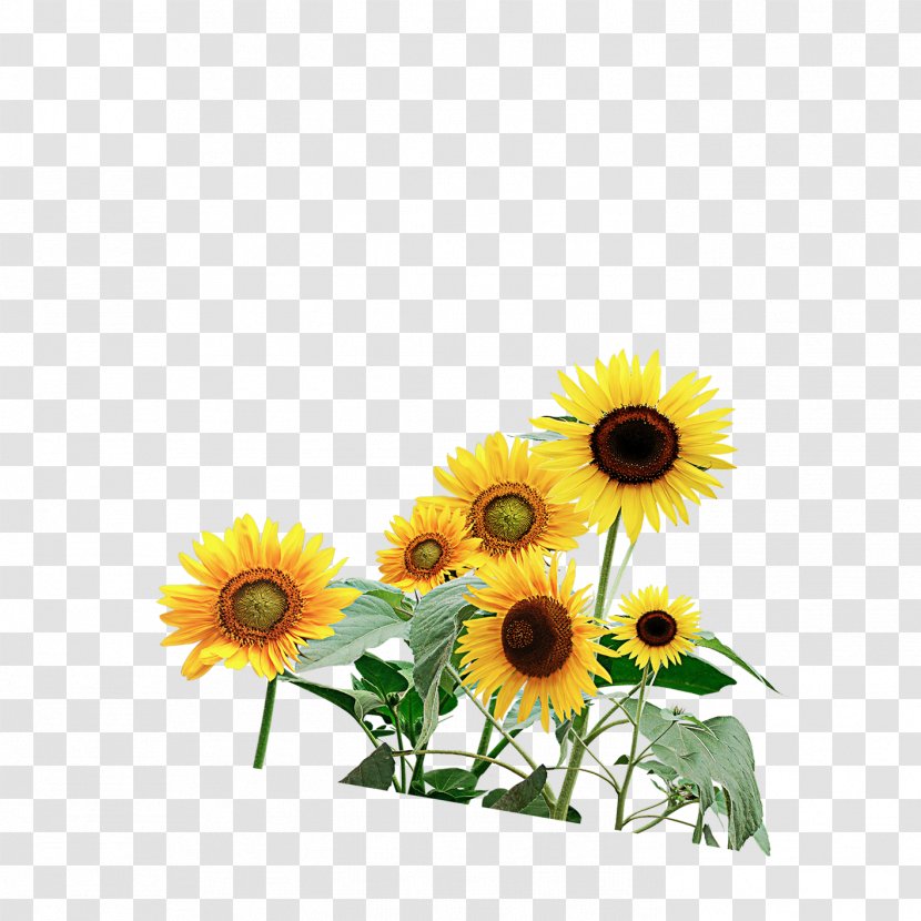 Common Sunflower Watercolor Painting Transparent PNG