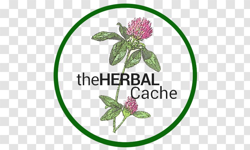 Herbalism Red Clover Tincture Health - Flower Transparent PNG