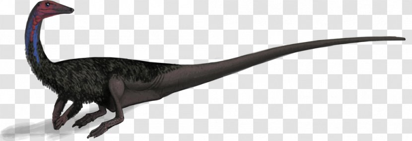 Coelophysis Bone Wars Archosaur Late Triassic - Anatomy Transparent PNG
